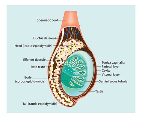 does one testicle produce male sperm